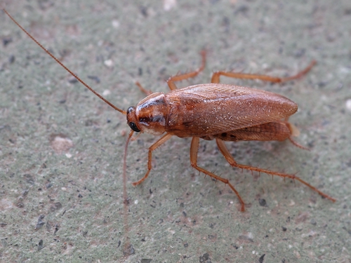 German Cockroach in Melbourne
